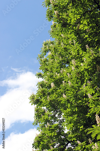 Chestnut tree blossoming over blue sky