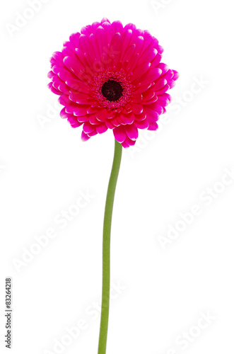  gerbera flower