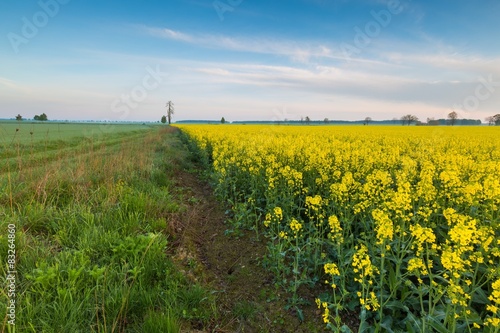 Sunrise over blooming rape field.