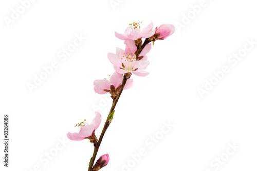 Cherry blossom, sakura flowers © ksena32