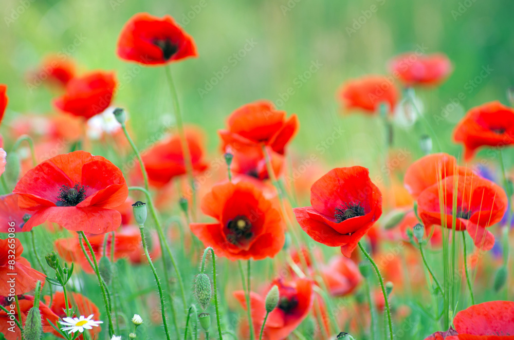 Obraz premium red poppy