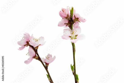 Cherry blossom  sakura flowers