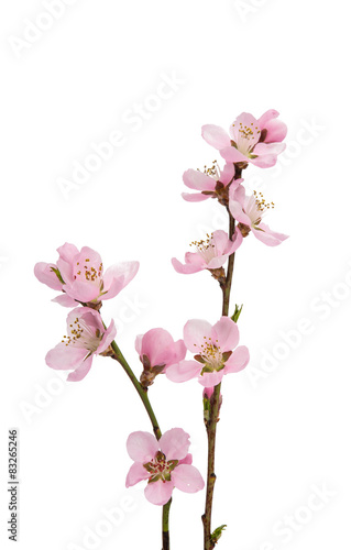 Cherry blossom, sakura flowers © ksena32