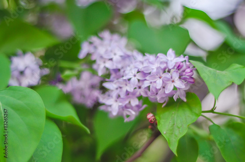 Tender branch purple lilac flowers outdoors macro