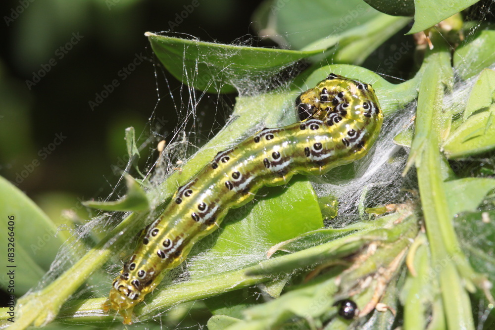 Obraz premium Buchsbaumzünsler (Cydalima perspectalis)