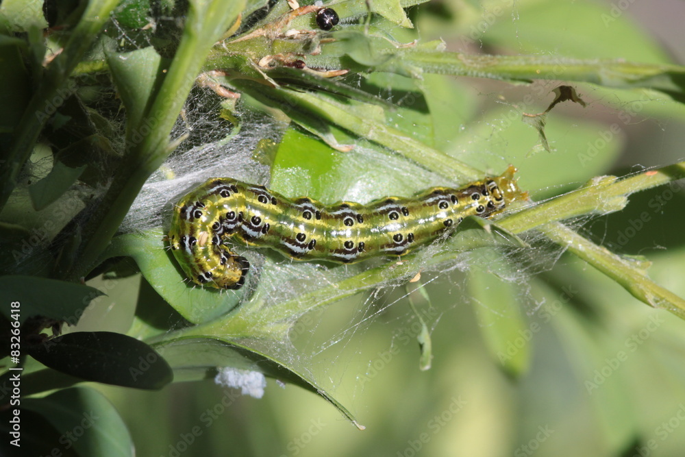 Fototapeta premium Buchsbaumzünsler (Cydalima perspectalis)