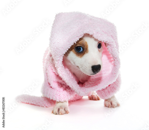 Jack Russell Terrier puppy in a pink bathrobe