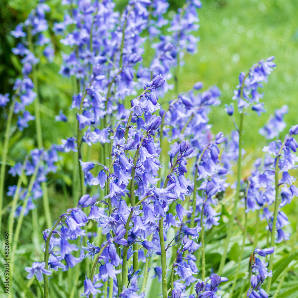 Fototapeta premium Bells Of Blue