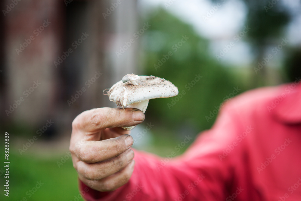 mushroom is in the hand