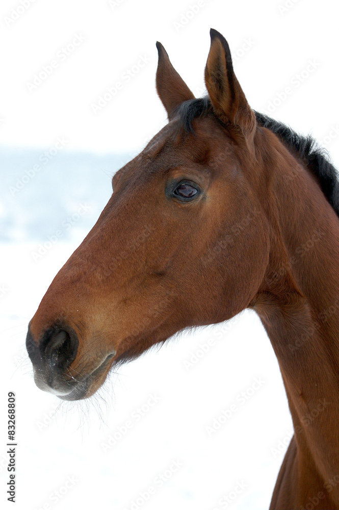 horse running on snow