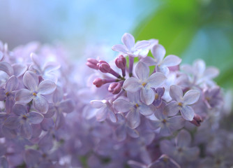 Papier peint photo Lilas Grappe de lilas en fleur au soleil  © olena