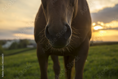 Fototapeta Naklejka Na Ścianę i Meble -  Horse nose and whiskers against sunset