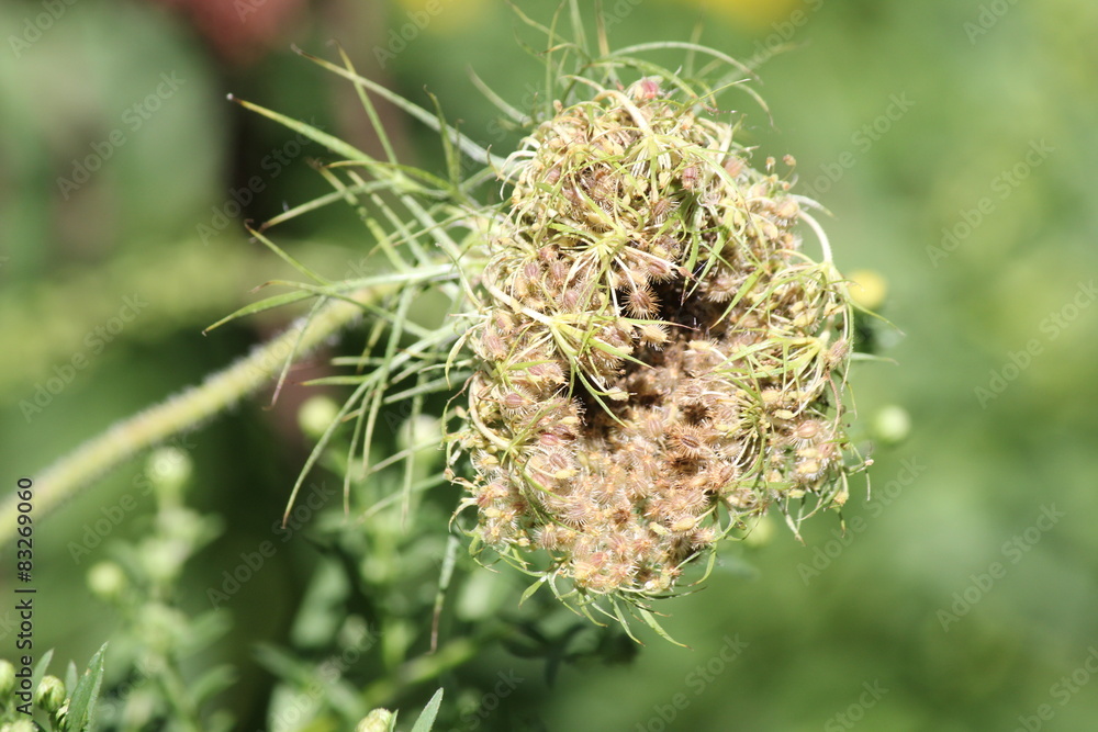 Queen Annes Lace closed and seeding at the end of summer Queen Annes Lace closed and seeding at the end of summer