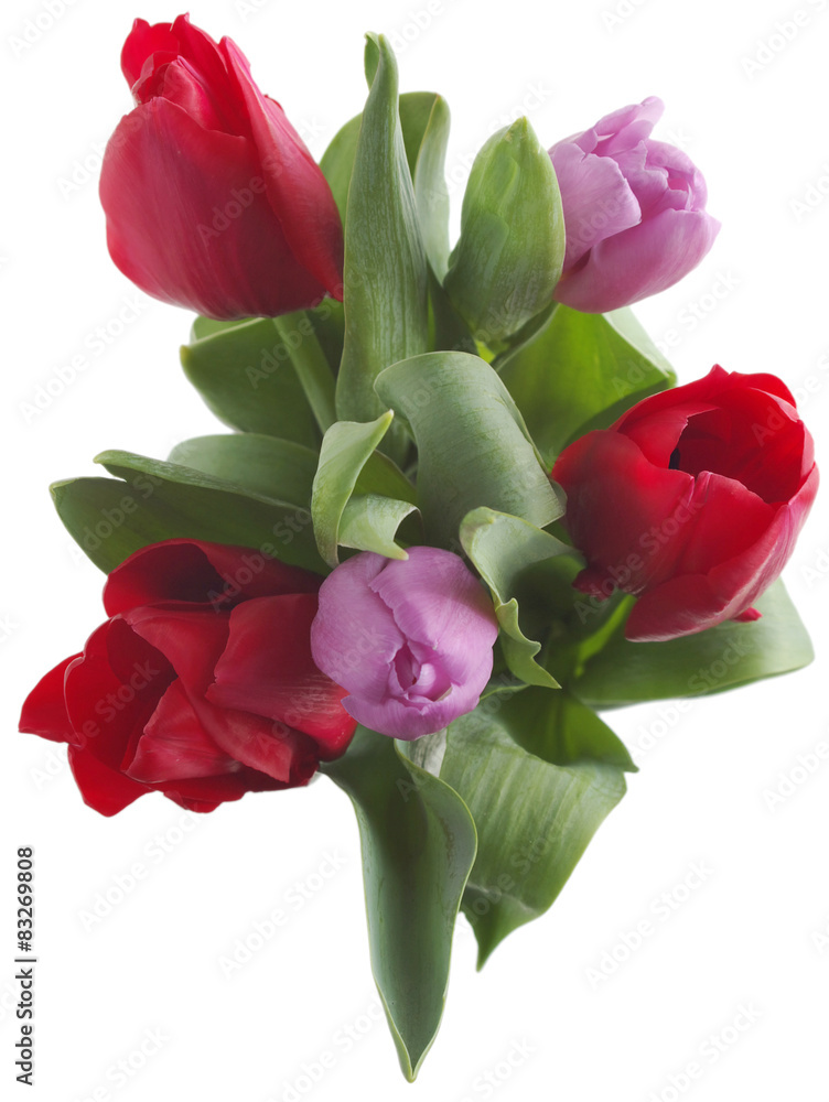 tulips on white tulips on white