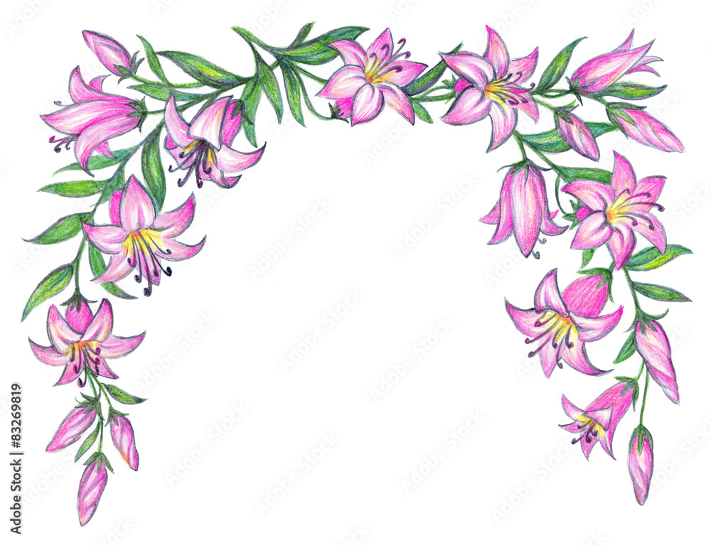 Delicate pink lily. Pencil drawing Delicate pink lily. Pencil drawing