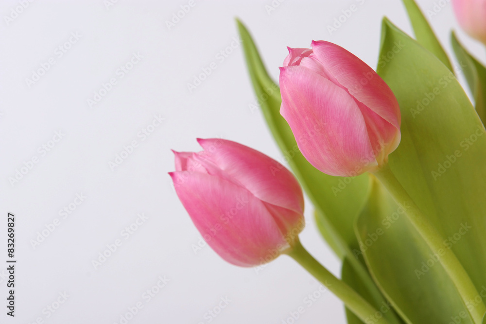 tulips on white