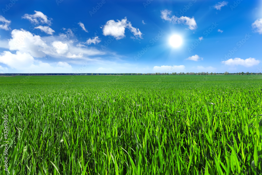Green field Green field