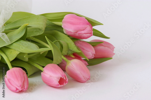 Fototapeta Naklejka Na Ścianę i Meble -  tulips on white