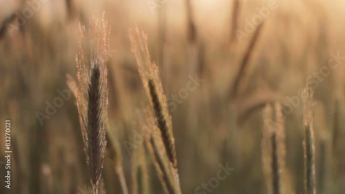 ears of corn at the morning light