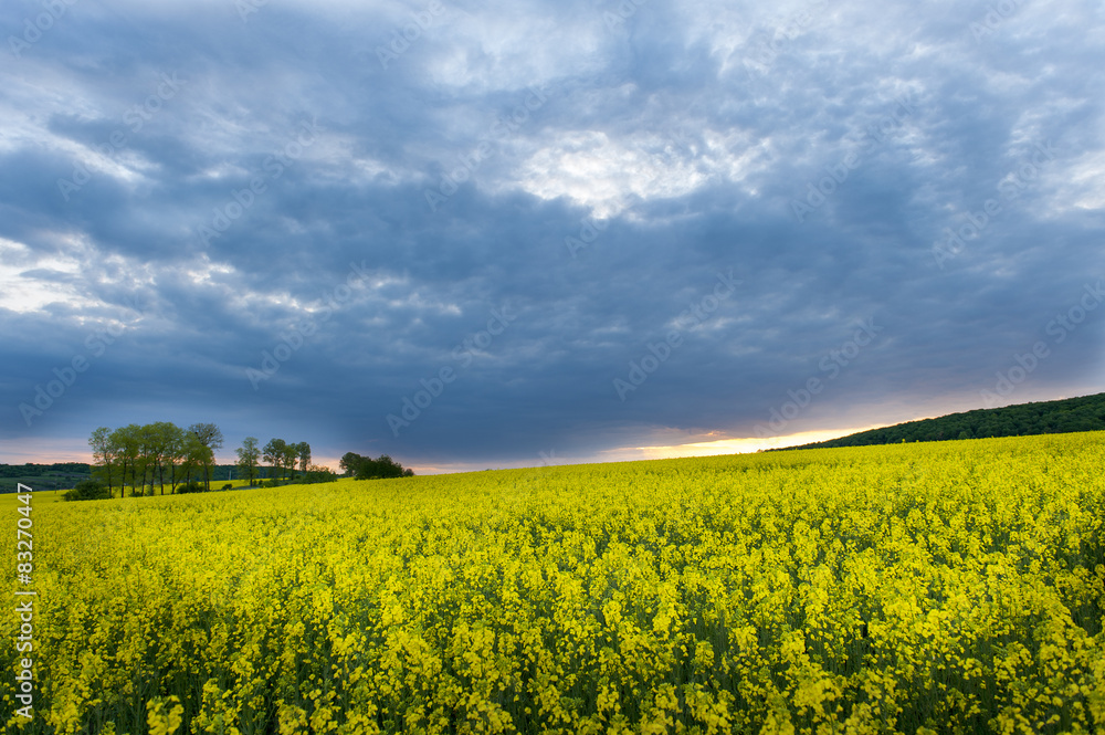 Storm clouds above a rapeseed field Storm clouds above a rapeseed field
