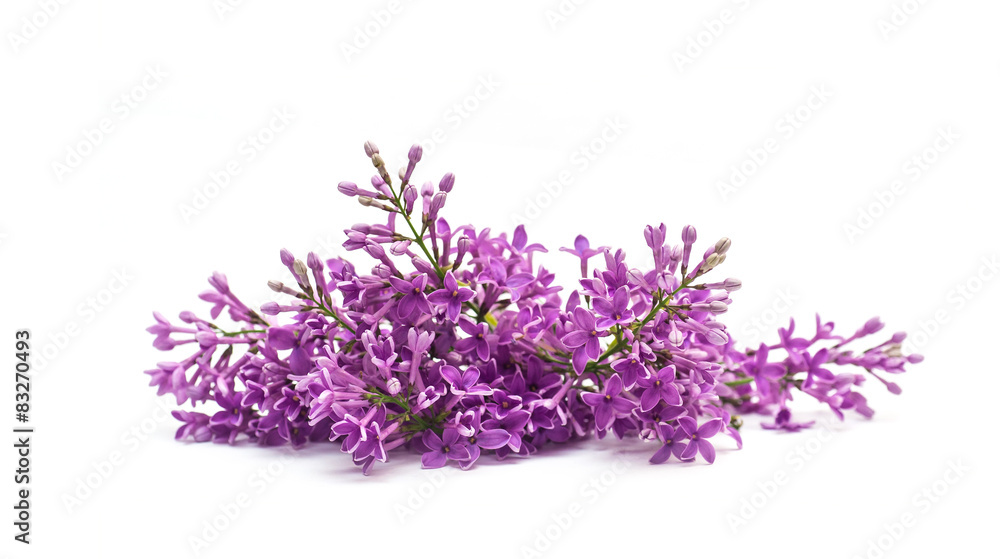 Beautiful lilac branch isolated on white background spring Beautiful lilac branch isolated on white background spring
