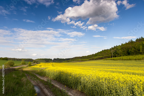 Blue sky and yellow field