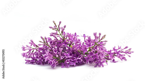 Beautiful lilac branch isolated on white background spring