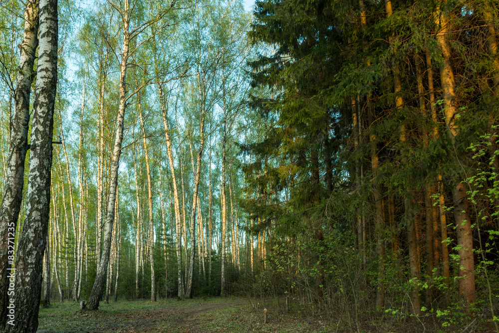 Fototapeta premium dark spruce and light birch forest