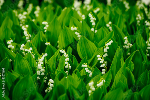 Fototapeta Naklejka Na Ścianę i Meble -  Lilies