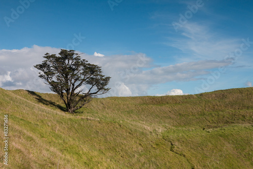 Lonely tree on the top of volcanic peak of mt.Wellington, Auckla