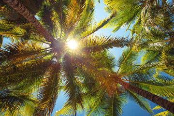 Wandcirkels Palmboom Kokospalmen in perspectief tropisch  © ValentinValkov
