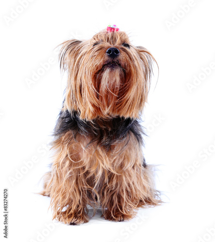 Cute Yorkshire terrier dog isolated on white © Africa Studio