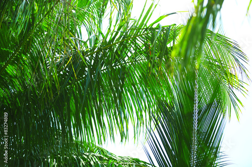 Fototapeta Naklejka Na Ścianę i Meble -  Palm leaves and blue sky on island in resort