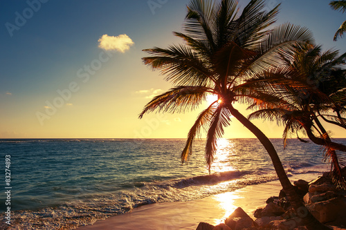 Palm tree on the tropical beach Fototapeta