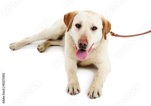 Cute dog with leash isolated on white background