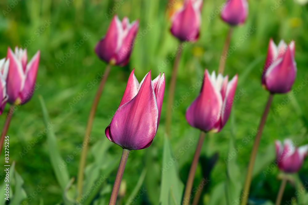 Red-white tulips closeup