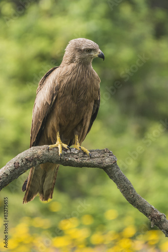 black kite milvus migrans