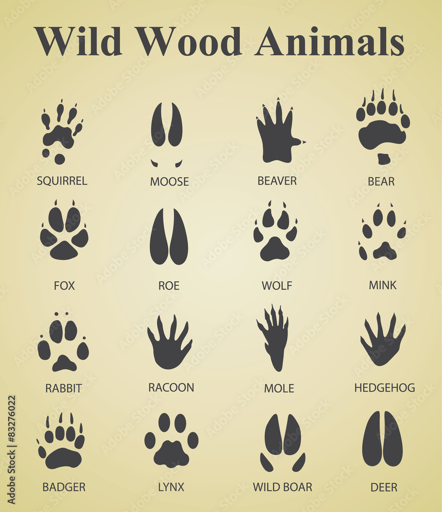 Obraz premium set of wild wood animal tracks