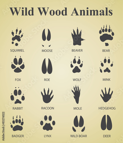 set of wild wood animal tracks