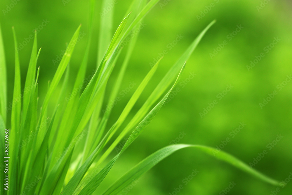 Green grass on nature background, close up Green grass on nature background, close up