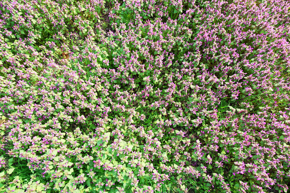 Beautiful green field with small flowers outdoors Beautiful green field with small flowers outdoors