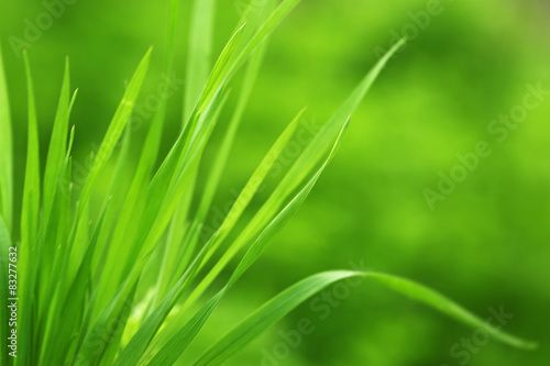 Green grass on nature background  close up