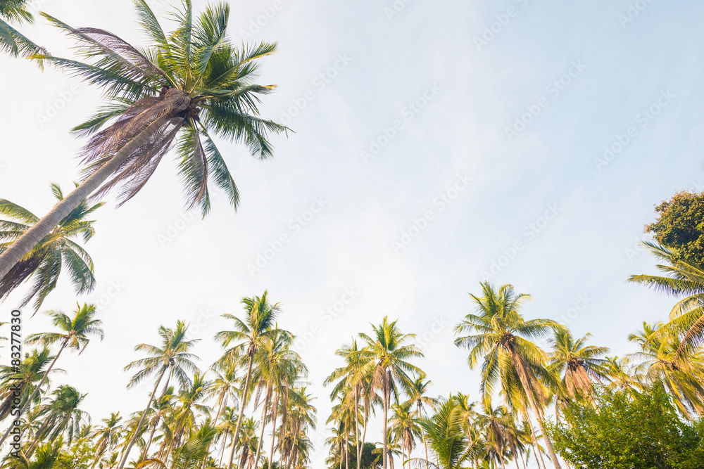 Beautiful tropical background with coconut palms. Beautiful tropical background with coconut palms.