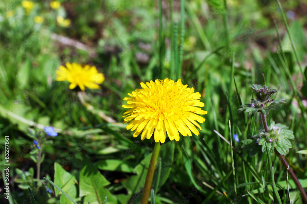 Beautiful blooming dandelion close up Beautiful blooming dandelion close up