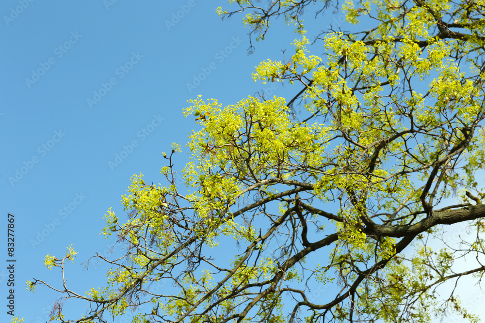 Beautiful green tree on blue sky background
