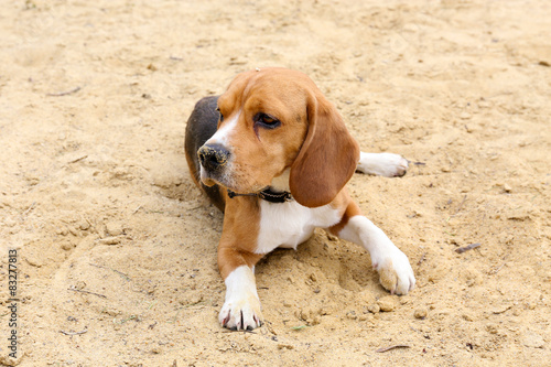 Funny cute dog on sand