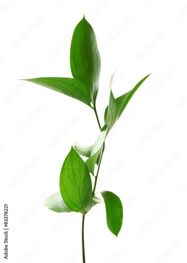 Branch with fresh green leaves, isolated on white Branch with fresh green leaves, isolated on white