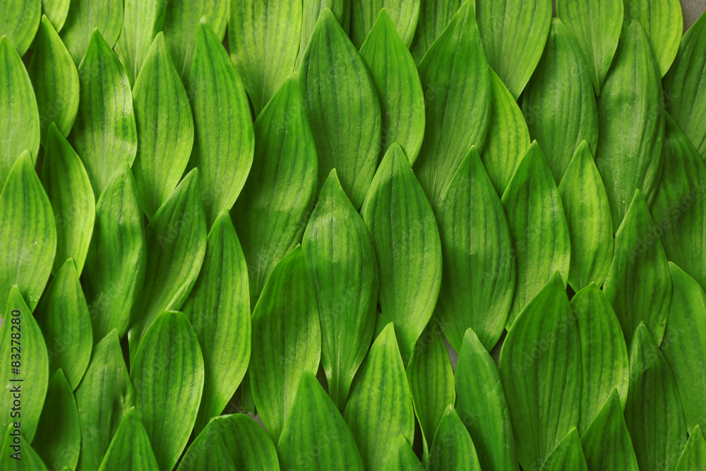 Naklejka premium Fresh green leaves background, natural organic pattern, environmental sustainability and growth concept, botanical texture