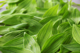 Background with fresh green leaves, close up