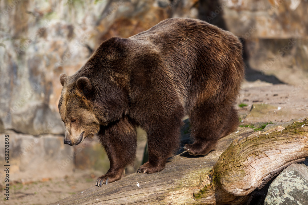 Fototapeta premium Brown Bear